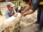CEGAH-PMK-285-KAMBING-DI-VAKSIN-1-300x300